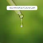 آناتومی-نمونه-روغنی-که-برای-آنالیز-استفاده-می‌شود
